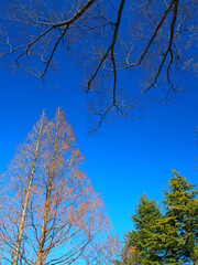 公園の枯れ木の欅とメタセコイアと青空
