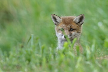 Naklejka na ściany i meble Lis zwyczajny (red fox) Fox