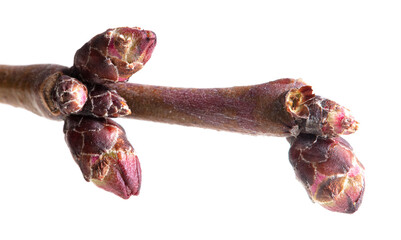 A swollen bud with a flower on an apricot branch is isolated on a white background.