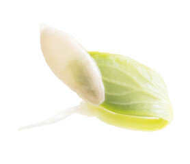 Seed cucumber sprout isolated on white background.