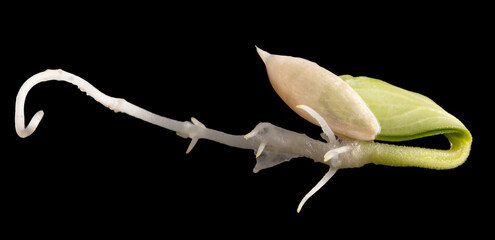 Seed cucumber sprout isolated on black background.