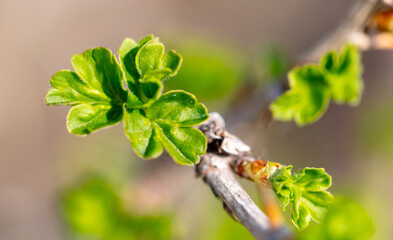 Swollen bud with leaves on a gooseberry branch.