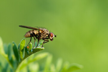 Fly sitting on a plant