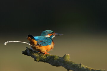 Zimorodek zwyczajny (Albedo atthis) Kingfisher © Patryk