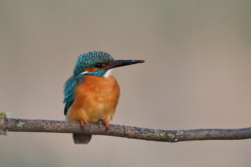 Zimorodek zwyczajny (Albedo atthis) Kingfisher