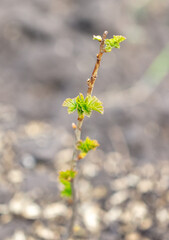 Swollen bud with leaves on a gooseberry branch.
