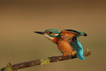 Zimorodek zwyczajny (Albedo atthis) Kingfisher