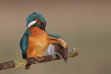 Zimorodek zwyczajny (Albedo atthis) Kingfisher © Patryk