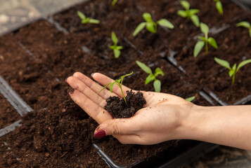 A woman prepares pepper seedlings in the ground for planting in a vegetable garden