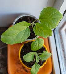 Small seedlings of eggplant in the soil