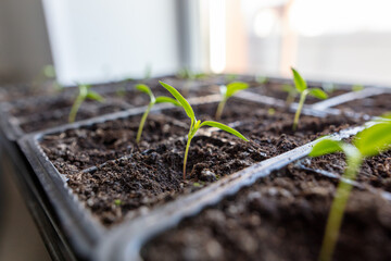 Small seedlings of pepper in the soil