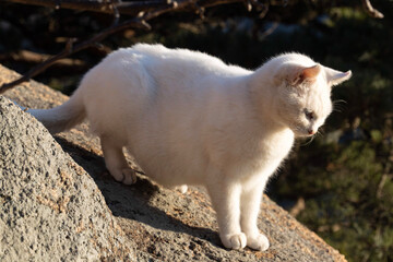 Fototapeta premium white cat on the rock