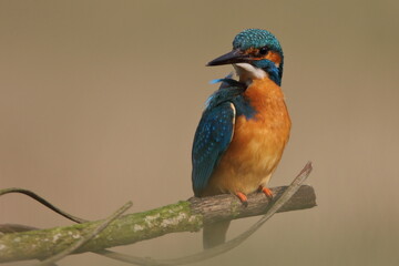 Zimorodek zwyczajny (Albedo atthis) Kingfisher © Patryk