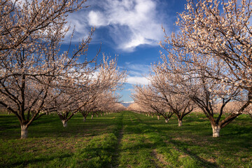 Obraz premium Blooming apricot tree garden, Armenia, april