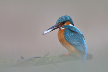 Zimorodek zwyczajny (Albedo atthis) Kingfisher