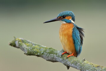 Zimorodek zwyczajny (Albedo atthis) Kingfisher