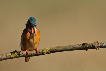 Zimorodek zwyczajny (Albedo atthis) Kingfisher © Patryk
