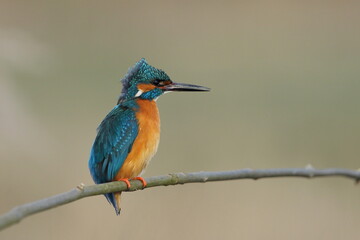 Zimorodek zwyczajny (Albedo atthis) Kingfisher