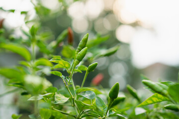 Chilli Peppers On Tree Under Sunlight