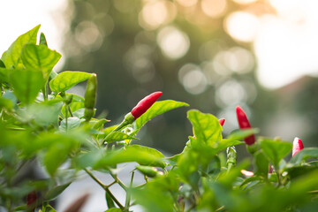 Chilli Peppers On Tree Under Sunlight