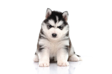 siberian husky puppy sitting on white background isolated © lalalululala