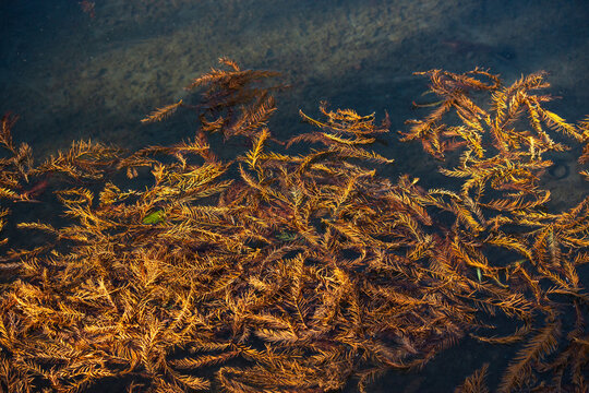 larch falling on the water