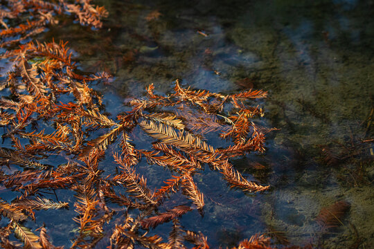 larch falling on the water