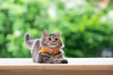 Naklejka na ściany i meble Cute persian kitten sitting and looking up