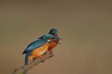 Zimorodek zwyczajny (Albedo atthis) Kingfisher © Patryk