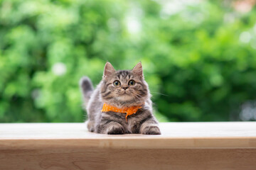 Cute persian kitten sitting  and looking up