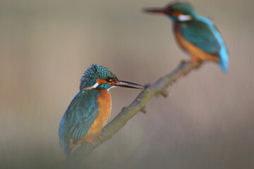 Zimorodek zwyczajny (Albedo atthis) Kingfisher © Patryk