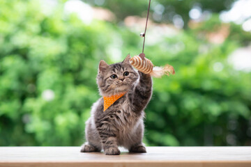 Cute persian kitten playing toy