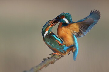 Zimorodek zwyczajny (Albedo atthis) Kingfisher © Patryk