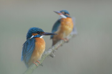 Zimorodek zwyczajny (Albedo atthis) Kingfisher