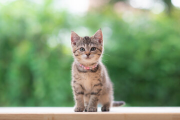 Scottish Kitten Sitting On Wood Table Withh Nature Background