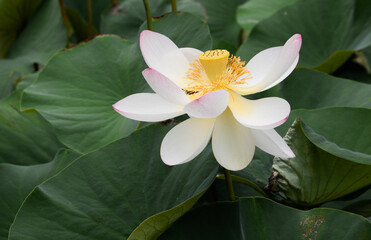 Verblühende Lotusblüte