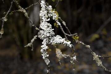Flechten auf Ästen