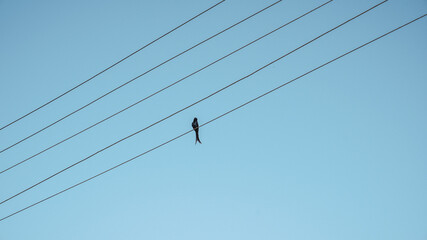 Silhouette of a bird sitting on cables and blue sky in the background.
