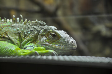 iguana. the reptile stands in the terrarium. detail.