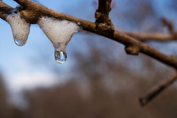 しずくが下がったマツアワフキ(Aphrophora flavipes)の泡巣／アワフキムシ