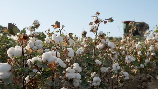 Cotton field. The cotton harvester is moving through the field, the farmer collects high-quality mature cotton.