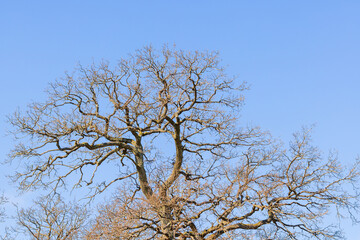 Fototapeta premium Leafless tree top at a blue sky