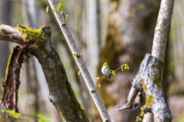 Willow warbler on a budding spring woodland