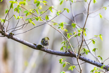 Willow warbler on a budding tree