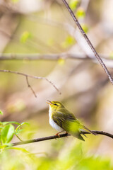 Willow warbler singing in a lush forest at spring
