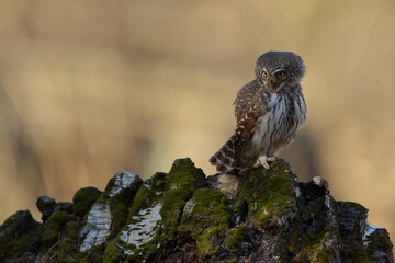 Sóweczka zwyczajna( Pygmy owl) Glaucidium passerinum © Patryk