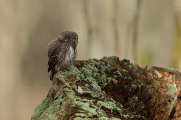 Sóweczka zwyczajna( Pygmy owl) Glaucidium passerinum © Patryk