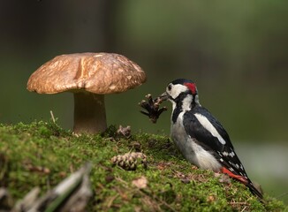 great spotted woodpecker