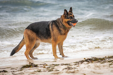 A female German Shepherd Dog enjoying a day at the beach.