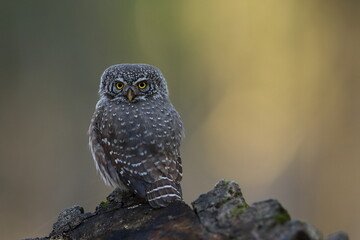 Sóweczka zwyczajna( Pygmy owl) Glaucidium passerinum © Patryk